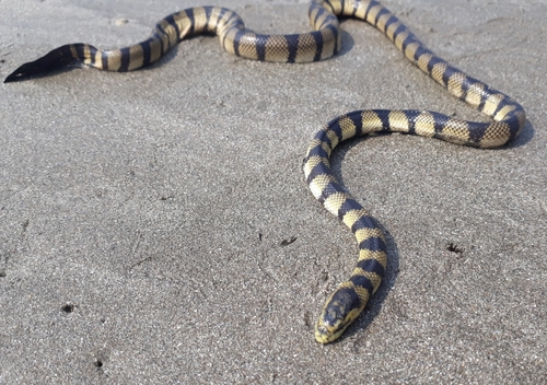Photo of a Yellow Sea Snake (Hydrophis spiralis)