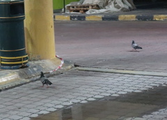 Columba livia domestica