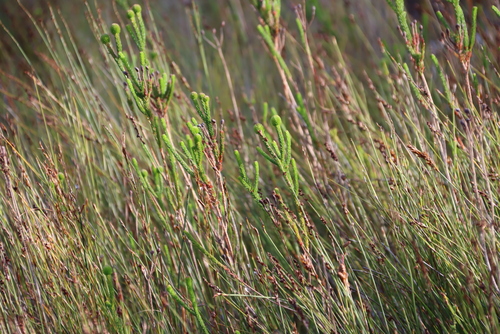 Berzelia ecklonii (Berzelia ecklonii)