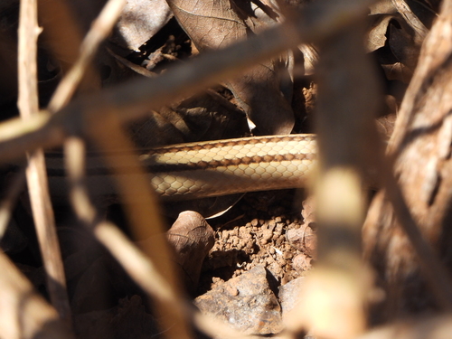 Four-striped Snake