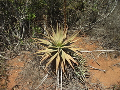 Aloe lineata