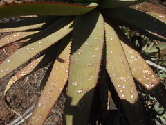 Aloe lineata