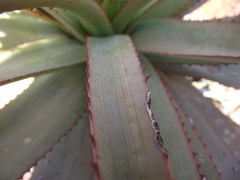Aloe lineata