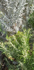 Ozothamnus turbinatus