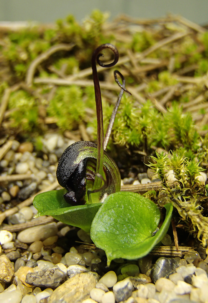 grooved helmet-orchid