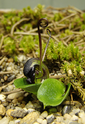 Grooved Helmet-orchid