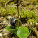 Corybas sulcatus - Photo (c) RTBG, algunos derechos reservados (CC BY-NC-SA)