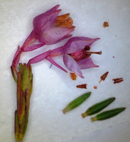 Erica palliiflora Salisb.