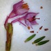 Erica palliiflora - Photo (c) linkie, algunos derechos reservados (CC BY), subido por linkie