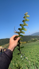 Selenicereus anthonyanus