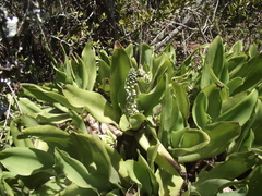 Ledebouria nitida