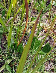 Austroagrion cyane