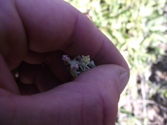 Ledebouria nitida