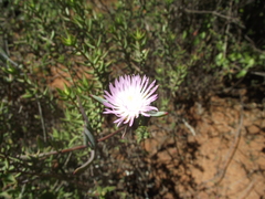Lampranthus algoensis