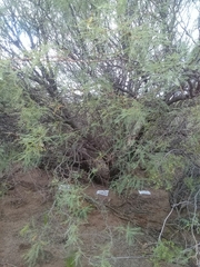 Prosopis flexuosa