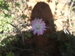 Lampranthus algoensis