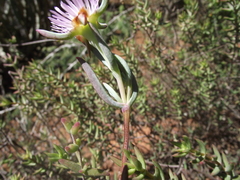 Lampranthus algoensis