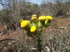 Senecio chrysocoma