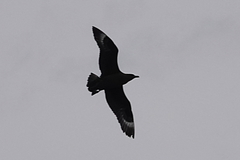 Stercorarius antarcticus