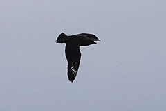 Stercorarius antarcticus