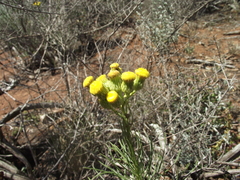 Senecio chrysocoma