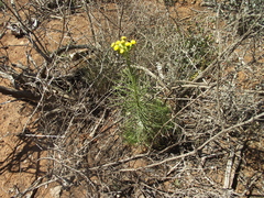 Senecio chrysocoma
