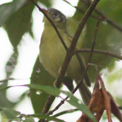 Tyranniscus cinereiceps
