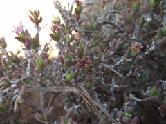 Ruschia uitenhagensis