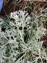 Artemisia arenaria