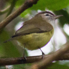 Vireo leucophrys