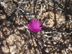 Trichodiadema orientale