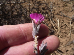 Trichodiadema orientale