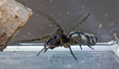 Paramatachia decorata