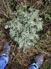Artemisia arenaria