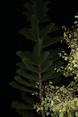 Araucariaceae