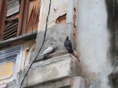 Columba livia domestica