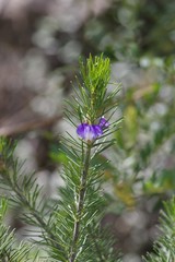 Psoralea azuroides