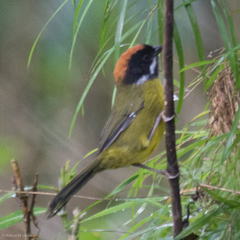 Moustached Brush-Finch photo 3