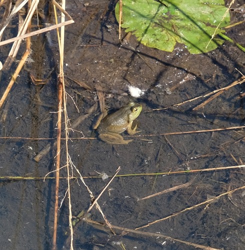 American Bullfrog