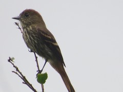 Knipolegus cyanirostris