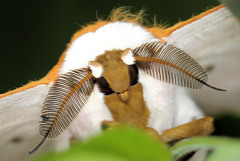 Pseudobunaea natalensis