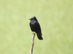 Knipolegus lophotes