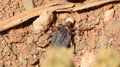 Hyalomma