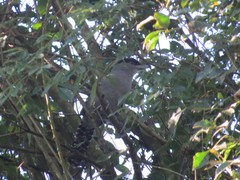 Batara cinerea