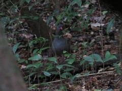 Crypturellus tataupa