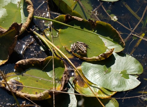 Leopard Frog