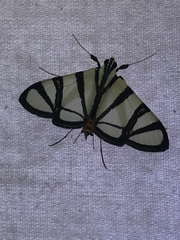 Conchylodes nolckenialis