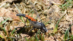 Afroleptomydas