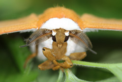 Pseudobunaea natalensis