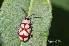 Omophoita magniguttis